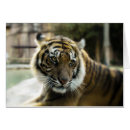 Search for bengal cat cards Wildlife