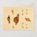 Search for mollusks postcards Snail