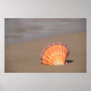 Search for scallops posters Beach