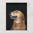Search for photography business postcards Animal