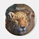 Search for jaguar magnets Wild cat