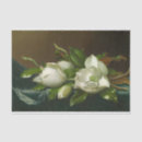 Search for magnolia tissue paper White flowers
