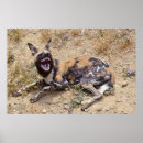 Search for african wild dogs posters Hunting