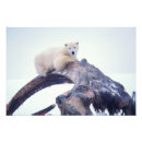 Search for ocean global posters Polar bear