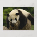 Search for giant sympathy cards Animal