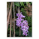 Search for dendrobium postcards Orchids