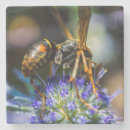Search for bee aware Bees