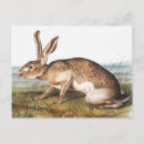 Search for lepus Rabbit