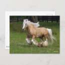 Search for gypsy vanner horse Running