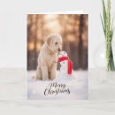 Search for goldendoodle cards Doodle dog