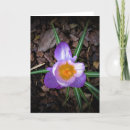 Search for crocus cards Blossom