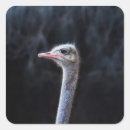 Search for ostrich stickers Animal