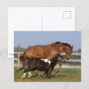 Search for shetland ponies postcards Bob langrish