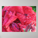 Search for tea rose posters Garden