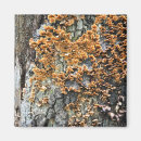 Search for fungi magnets Trees