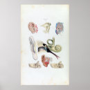 Search for ear anatomy posters Vintage