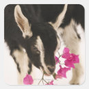 Search for domesticated stickers Domestic animals