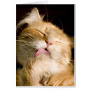 Search for coon cards Thinking of you