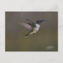 Search for hummer postcards Wildlife