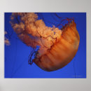 Search for jellyfish posters Animals