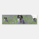 Search for terrier bumper stickers Puppies