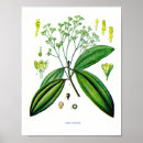 Search for herbs and spices posters Plants