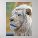 Search for lion king posters Cats