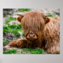 Search for highlanders posters Farm animal