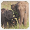 Search for asian elephant stickers Animal
