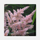 Search for vivid magnets Floral