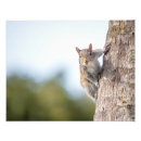 Search for squirrel pictures posters Funny