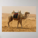 Search for camel posters Animal