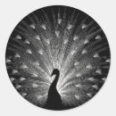 Search for peacock stickers Beauty