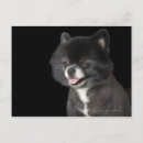Search for grey hair postcards Animals