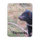 Search for marsupial magnets Tasmanian devil