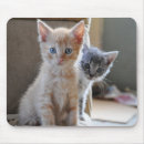 Search for curious mousepads Photography