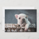 Search for bulldog thank you cards Purebred dog