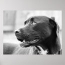 Search for attention posters Bull