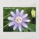 Search for passion postcards Flower