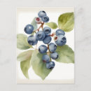 Search for blueberry postcards Fruit