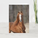 Search for bob cards Chestnut