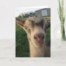 Search for old goat cards Kid