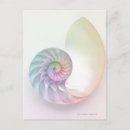 Search for nautilus postcards Animal