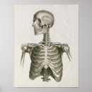 Search for vintage skull art Anatomy