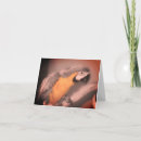 Search for parrot note cards Bird