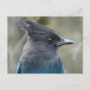 Search for sapphire postcards Bird