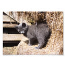 Search for gato posters Kitten