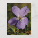 Search for viola photography Purple