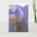 Search for iris flower cards Floral photography