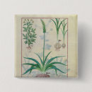 Search for garlic badges Bulb
